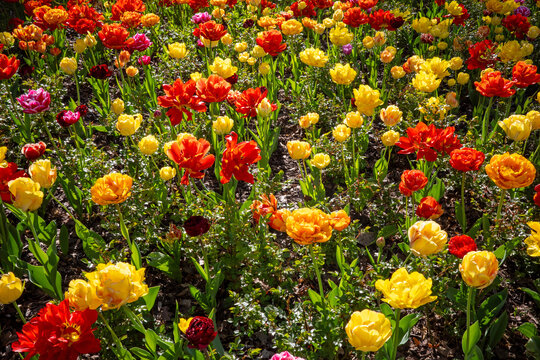 A vibrant tapestry of blossoming tulips in radiant shades of red, orange, and yellow creates a stunning floral spectacle under bright sunlight.