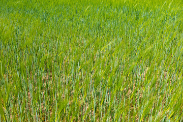 Obraz premium A verdant field of young barley swaying in a gentle breeze creates a vibrant and soothing agricultural landscape under the bright sunshine.