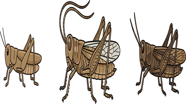 PrintDesert Locust (Schistocerca gregaria) &mdash; Three Poses Illustration