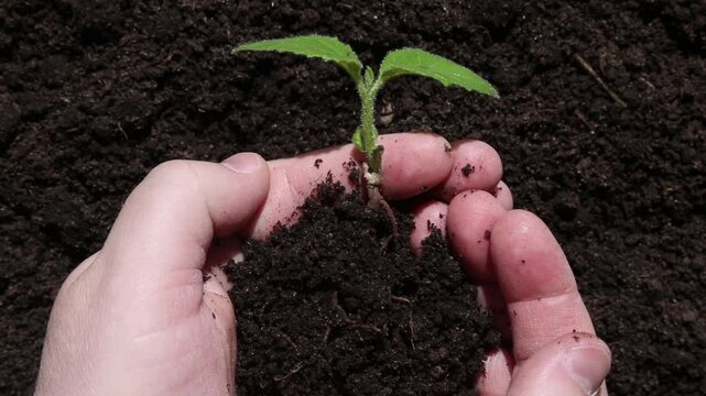 Two human hands form a protective cup shape around a small green seedling with two delicate leaves growing in dark fertile garden soil in close-up overhead gardening shot