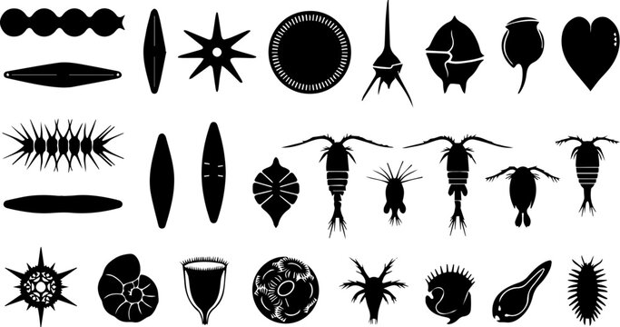 Crocus Saffron Flower Black Silhouette Set Vector Botanical Spring Nature Illustration