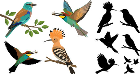 Hoopoe Bird Colorful Illustration Vector Wildlife Nature Clipart Exotic Tropical © MinhajulIslam