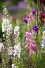 Obraz premium Beautiful spring flowerbed with blooming verbascum flowers. Ornamental garden landscape in may