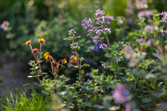 Geum Cocktail Alabama Slammer blooming in spring garden at sunset. Orange little flowers grow in group by nepeta catmint