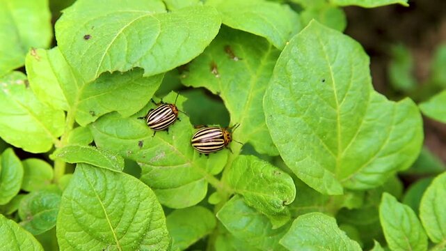 Colorado potato beetle - Leptinotarsa decemlineata on potato bushes. Pest of plants and agriculture. Treatment with pesticides. Insects are pests that damage plants.