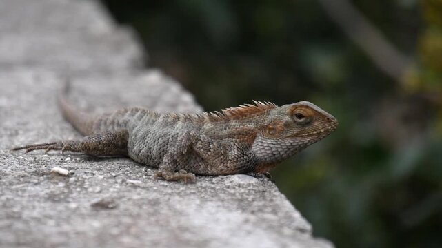 Oriental Garden Lizard or Calotes versicolor with Orange Crest Looking Directly at Camera on Stone Wall