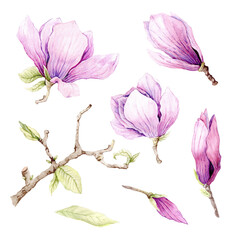 Watercolor illustration of Magnolia flowers, hand-drawn. © Yuliya