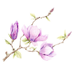 Watercolor illustration of Magnolia flowers, hand-drawn. © Yuliya