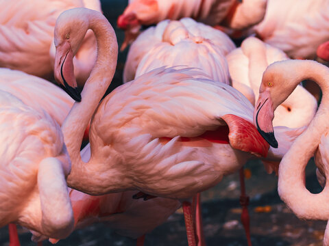 A detailed close up of two pink greater flamingos standing together, revealing bright reddish undertones in their plumage, ideal for a luxury brand banner, lifestyle blog, or cosmetic packaging.