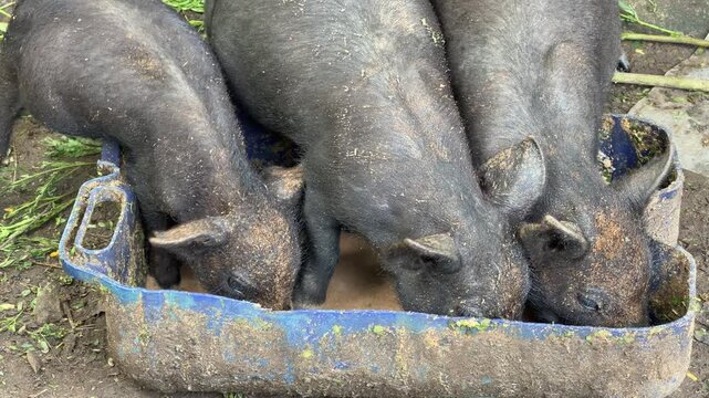 Close up of three small black pigs eating hungrily and greedily from a plastic trough feeder on a muddy ground. Authentic countryside livestock farming in Indonesia.

