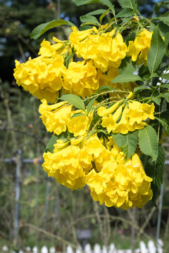 Beautiful yellow bells (tecoma stans) flowers.