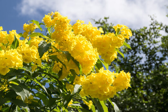 Beautiful yellow bells (tecoma stans) flowers.