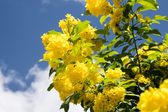 Beautiful yellow bells (tecoma stans) flowers.
