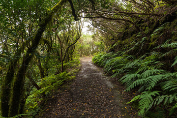 Obraz premium Fern Lined Forest Trail in Anaga Rural Park Tenerife