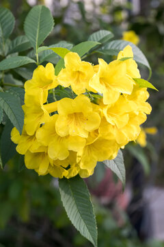Beautiful yellow bells (tecoma stans) flowers.