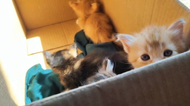 Little kittens inside cardboard box
