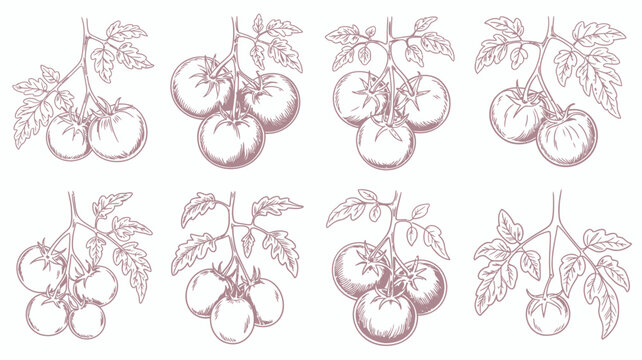 Botanical illustration of different varieties of figs on branches with leaves
