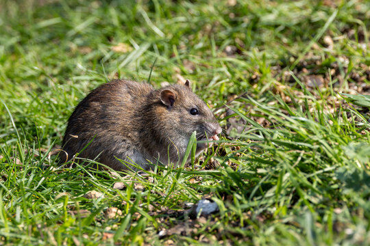 Wild Rats Images