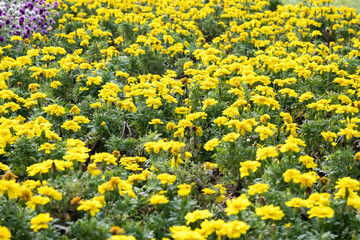 Obraz premium Beautiful French marigold (Tagetes patula) flowers.