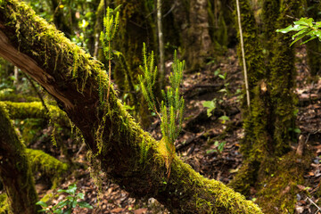 Obraz premium Moss Covered Tree in Anaga Laurel Forest
