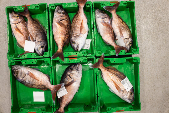 Overhead view of fish at a wholesale auction