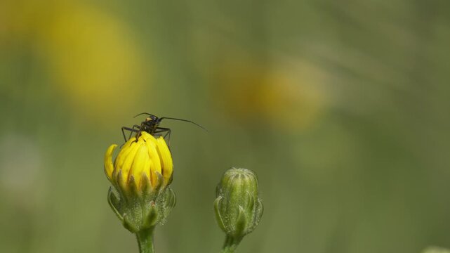 Mirid Bug Surveying Surroundings on Yellow Hawkweed - 4K Wildlife Slow Motion Shot