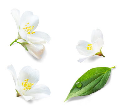 Fresh green organic  jasmine flower isolated on white background. Transparent background and natural transparent shadow; Ingredient, spice for cooking. collection for design