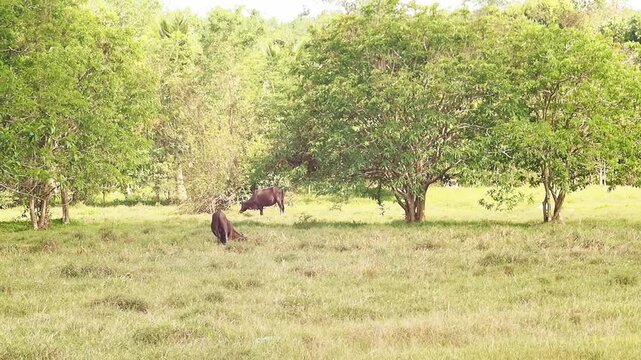 Calm cattle grazing in rural countryside pasture field with green grass, grassland and tree cover, open farm livestock scene
