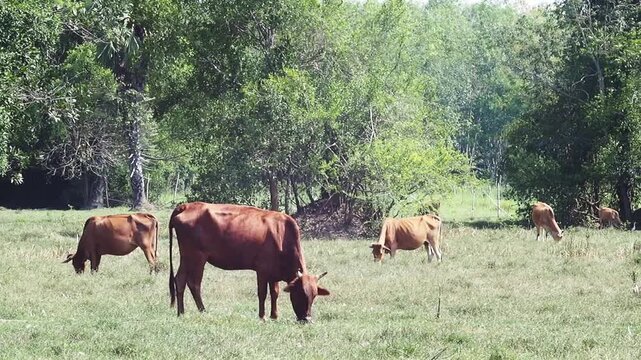 Cow cattle grazing green pasture countryside field rural landscape, herd feeding near tree line, brown cow livestock farm meadow in green countryside