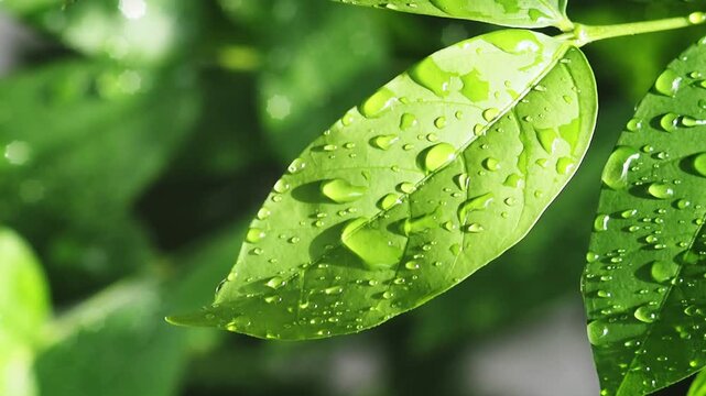 Green leaf with raindrop and water droplet after rain, wet plant macro closeup, botanical foliage freshness, nature texture with soft bokeh