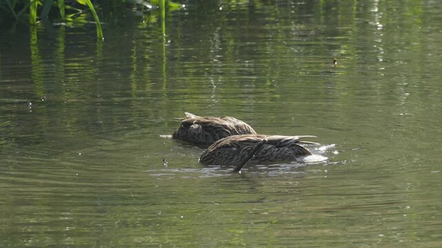 Mallard Ducks Dabbling on Pond with Mayflies - 4K Wildlife Slow Motion Shot