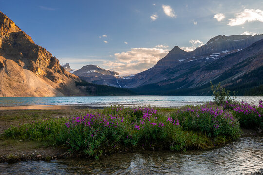 Bow Lake reflecting Canadian Rockies mountains and purple wildflowers