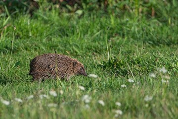 hedgehog in the grass © Warren Pritchard
