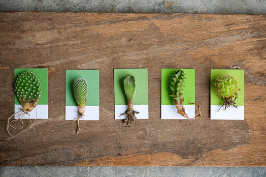 Succulent cuttings on wooden board.