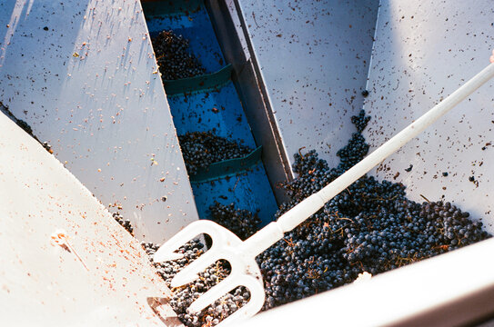Harvested Grapes