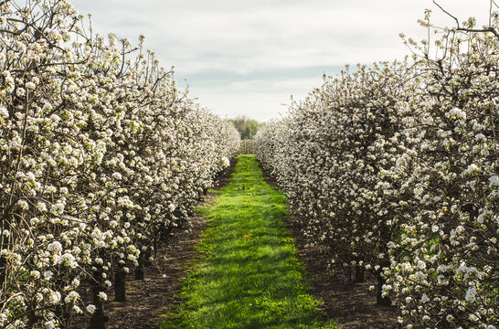 Fields of fruit trees in bloom