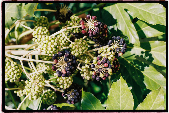 Japanese aralia fruits with sunlight
