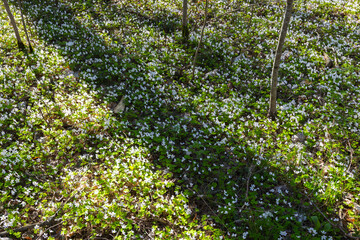 Fototapeta premium Oxalis obtriangulata in bloom. A sunlit spring woodland carpet of delicate white wildflowers blankets the forest floor, evoking peaceful, fresh, natural feelings of renewal and understory growth