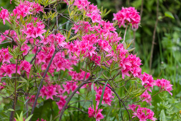 Obraz premium Vibrant pink azalea blossoms cluster on a flowering shrub against a soft green garden backdrop. Lush spring blooms evoke freshness, color, and natural beauty for floral, gardening, and nature projects