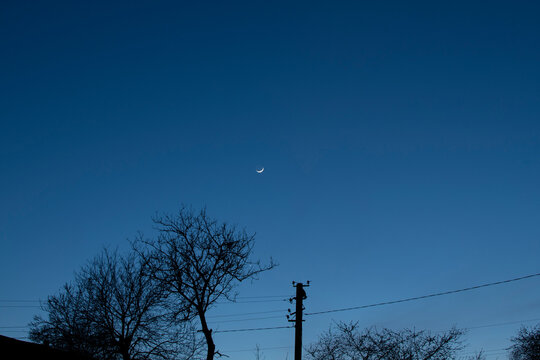 Silhouette of a tree and utility pole  against the night sky