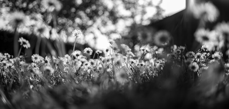 Low Angle View of Daisies in Soft Focus