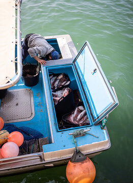 Freshly caught fish in the hold of a fishing boat.