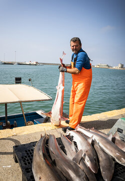 Fisherman unloads dog fish from his fishing boat.