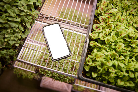 Phone rests on a wire shelf surrounded by young plants in a greenhouse