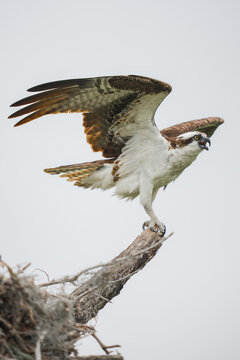 Osprey spreading wings landing on tree branch
