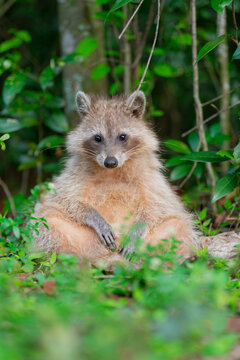 Raccoon sitting in lush green foliage in everglades national park