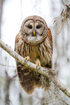 Barred owl perching on a branch in everglades national park