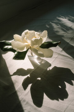 Southern Magnolia Flower in Sunlight on Linen Table Cloth