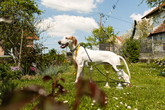 Proud sporting dog with medals and trophies in sunny backyard setting