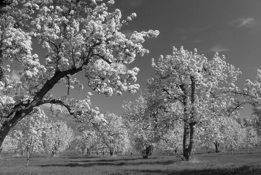 Pear (Pyrus communis) orchard eastern Washington Columbia River film